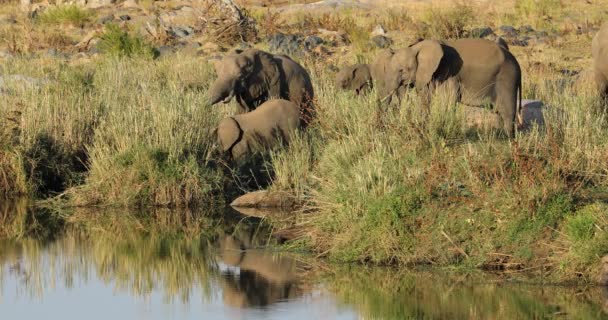 Elefantes Africanos Loxodonta Africana Alimentándose Río Parque Nacional Kruger Sudáfrica — Vídeo de stock