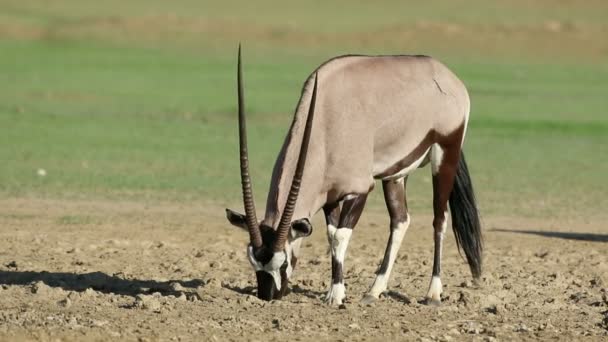 Μια Gemsbok Αντιλόπη Oryx Gazella Τρώει Αλμυρό Έδαφος Έρημος Kalahari — Αρχείο Βίντεο
