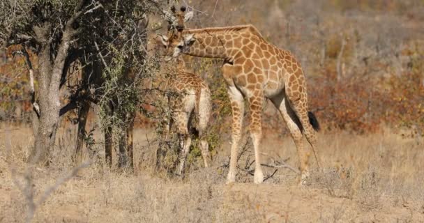 Uma Jovem Girafa Giraffa Camelopardalis Alimentando Uma Árvore Kruger National — Vídeo de Stock