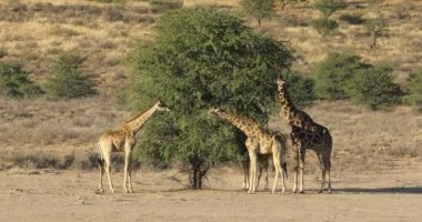 Zürafalar (Giraffa camelopardalis) Güney Afrika 'da Kalahari Çölü' nde bir ağaçtan beslenirler.