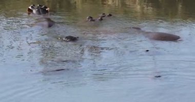 Grup su aygırı (su aygırı amphibius) su, kruger national park, Güney Afrika