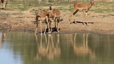 Impala antilopları (Aepyceros melampus) bir su birikintisinde, Mkuze oyun rezervi, Güney Afrika