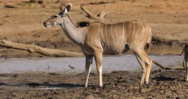Güney Afrika 'daki Kruger Ulusal Parkı' nda su içen bir antilop.