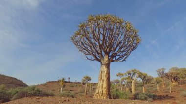 Titrek ağaçların (Aloe ikilemi), Kuzey Burnu, Güney Afrika manzarası