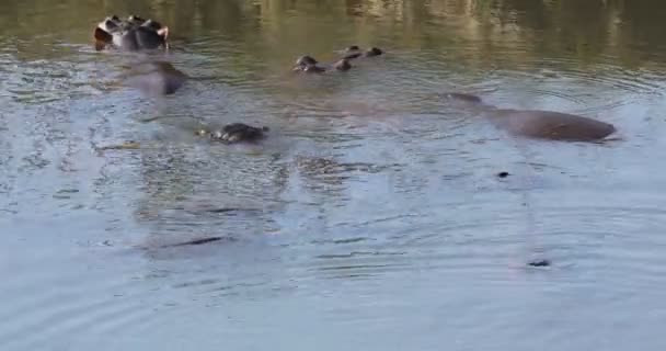 Grupo Hipopótamos Hippopotamus Amphibius Agua Parque Nacional Kruger Sudáfrica — Vídeos de Stock