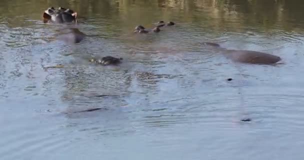 Gruppe Von Nilpferden Nilpferd Amphibien Wasser Kruger Nationalpark Südafrika — Stockvideo