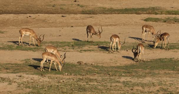 Impala Antilopen Aepyceros Melampus Begrazing Kruger National Park Zuid Afrika — Stockvideo