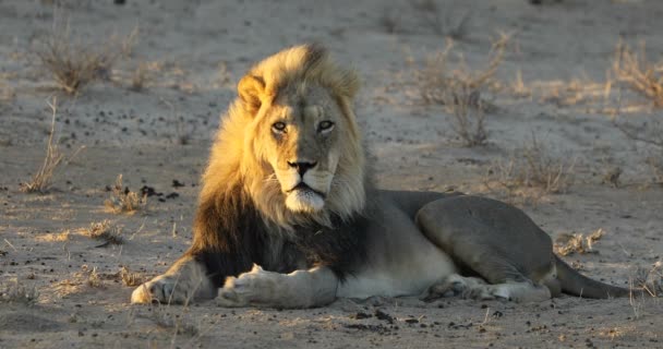 Большой Самец Африканского Льва Panthera Leo Раннем Утреннем Свете Пустыня — стоковое видео