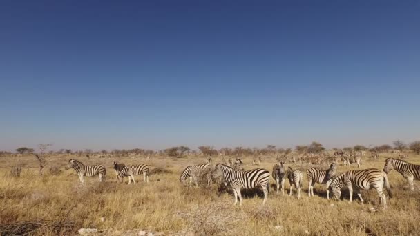 群平原斑马 Equus Burchelli 上的埃托沙国家公园 纳米比亚开阔的平原 — 图库视频影像