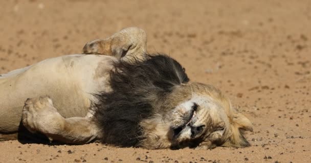 Leão Africano Masculino Preguiçoso Panthera Leo Dormindo Costas Deserto Kalahari — Vídeo de Stock