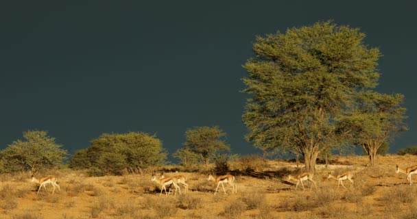 Antílopes Springbok Antidorcas Marsupialis Contra Cielo Oscuro Una Tormenta Que — Vídeos de Stock