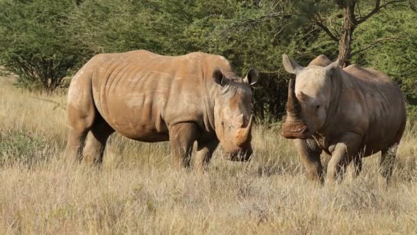 Dos Rinocerontes Blancos Ceratotherium Simum Hábitat Natural Sudáfrica — Vídeos de Stock