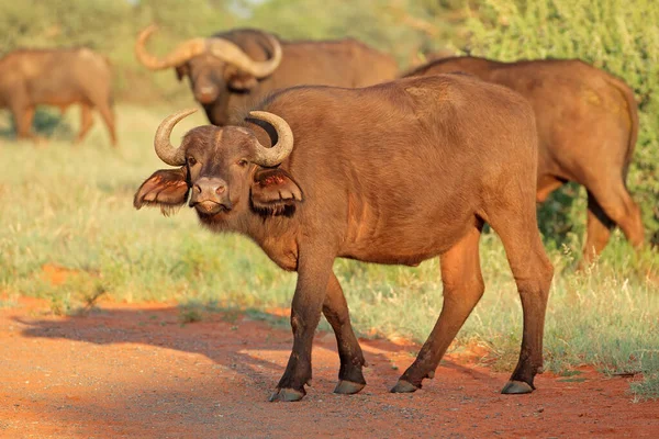 Búfalo africano em habitat natural — Fotografia de Stock