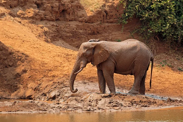 Elefante africano cubierto de barro - Parque Nacional Kruger — Foto de Stock