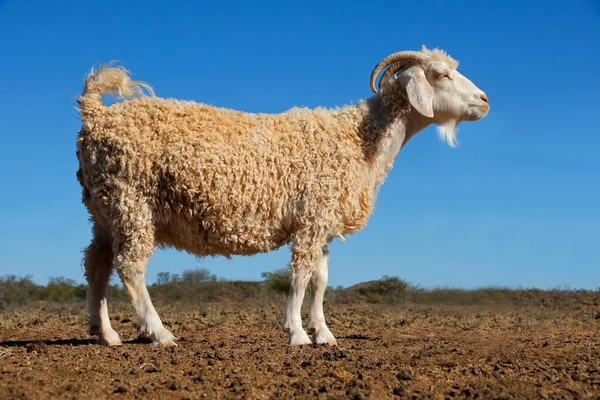 Ангорская коза на сельской ферме — стоковое фото