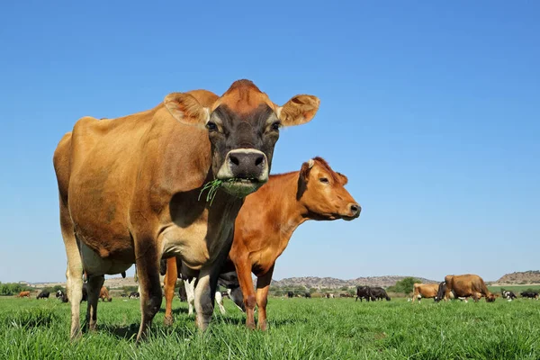 Αγελάδες γαλακτοπαραγωγής σε πράσινους βοσκότοπους — Φωτογραφία Αρχείου