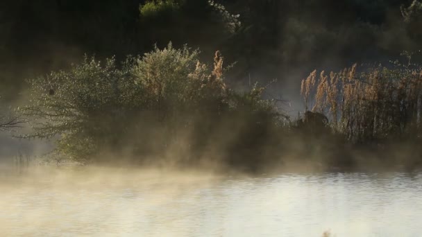 日の出時の水の上に霧が漂う風光明媚な風景 南アフリカ — ストック動画