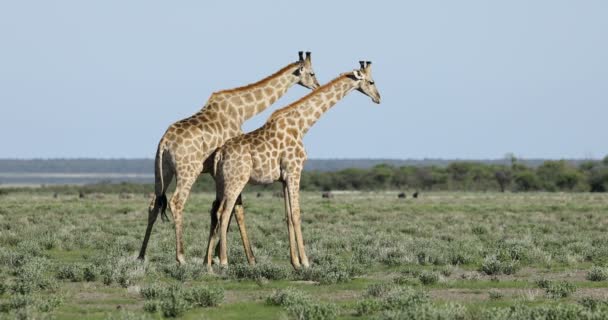 Deux taureaux girafes (Giraffa camelopardalis) jouent au combat, parc national d'Etosha, Namibie 