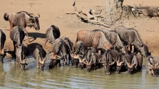 Herde Blauer Gnus Connochaetes Taurinus Trinkwasser Mkuze Wildreservat Südafrika — Stockvideo