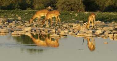 İmpala antilopları (Aepyceros melampus) bir su birikintisinde öğleden sonra vakti, Etosha Ulusal Parkı, Namibya