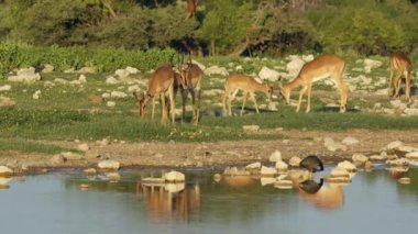 Impala antilop (Aepyceros melampus) bir ziyarette200 etkin Milli Parkı, Namibya