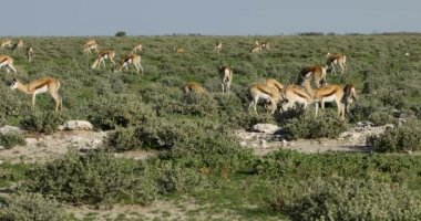 Springbok antilop (Antidorcas marsupialis), büyük sürüsü etkin Milli Parkı, Namibya