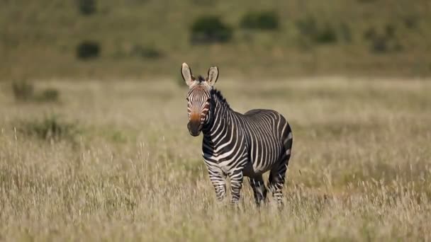Cape Mountain Zebra Equus Zebra Pastagens Parque Nacional Mountain Zebra — Vídeo de Stock