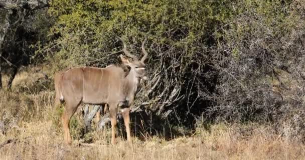 Kudu Antelopes Tragelaphus Strepsiceros Feeding Natural Habitat South Africa — Stock Video