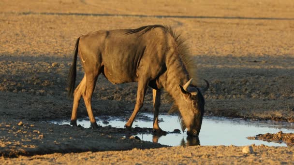 青い野生動物 Connocheets Taurinus 南アフリカのカラハリ砂漠の水飲み場で水を飲んでいます — ストック動画