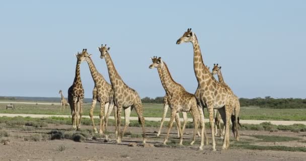 Жирафы Giraffa Camelopardalis Прогуливаются Обширным Равнинам Национального Парка Этоша Намибия — стоковое видео