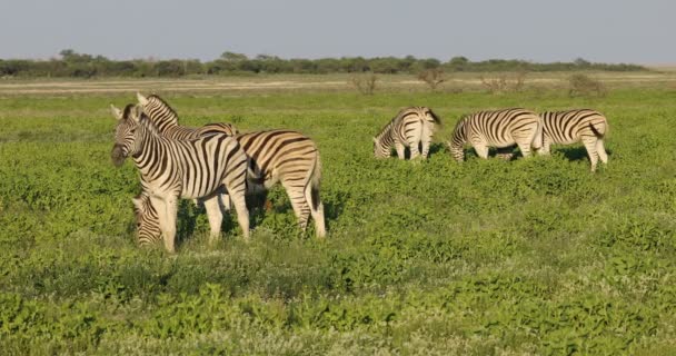 Равнинные Зебры Equus Burchelli Питаются Равнинах Национального Парка Этоша Намибия — стоковое видео