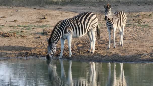 Uma Zebra Das Planícies Equus Burchelli Com Água Potável Para — Vídeo de Stock