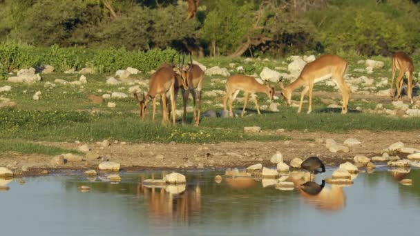 Antílopes Impala Aepyceros Melampus Pozo Agua Parque Nacional Etosha Namibia — Vídeos de Stock