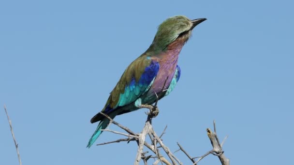 Rouleau Poitrine Lilas Coratias Caudata Assis Sur Une Branche Parc — Video