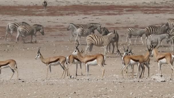 纳米比亚埃托沙国家公园靠近一个水坑的布满灰尘的平原上的斯普林博克羚羊和斑马 — 图库视频影像