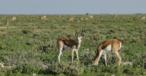 Springbok Antilopen Antidorcas Marsupialis Die Zich Voeden Vlakten Van Etosha — Stockvideo