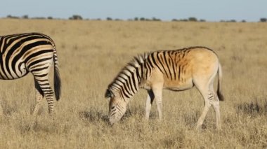 Ovalarda otlayan zebralar (Equus burchelli), Mokala Ulusal Parkı, Güney Afrika 