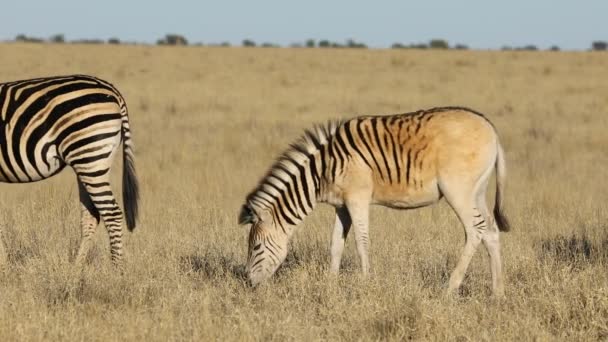 Plains Zebras Equus Burchelli Grazing Grassland Mokala National Park South — Stock Video