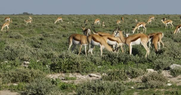 Grote Kudde Springbok Antilopen Antidorcas Marsupialis Etosha National Park Namibië — Stockvideo