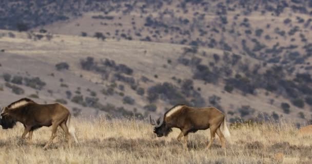 Black Wildebeest Connochaetes Gnou Walking Natural Habitat Mountain Zebra National — Stock Video