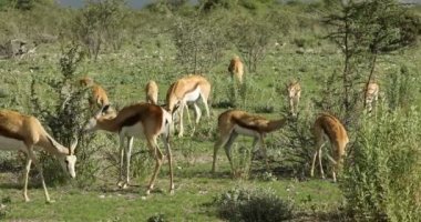 Springbok antilopları (Antidorcas marsupialis) doğal yaşam alanı, Etosha Ulusal Parkı, Namibya 'da beslenirler.
