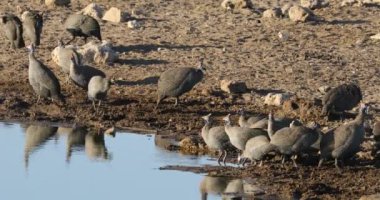 miğferli guineafowls (numida destek) içme suyu, etkin Milli Parkı, Namibya