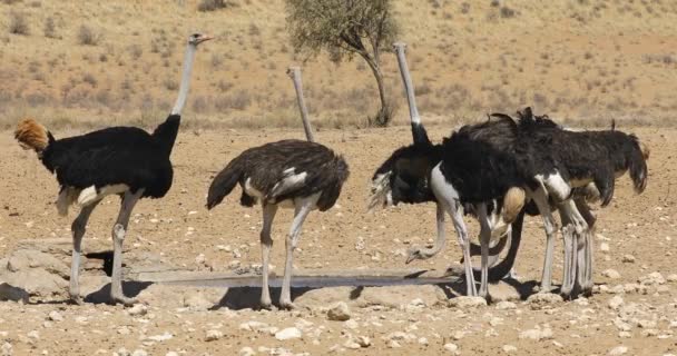 Ομάδα Στρουθοκαμήλων Struthio Camelus Πόσιμο Νερό Νερόλακκο Έρημος Kalahari Νότια — Αρχείο Βίντεο