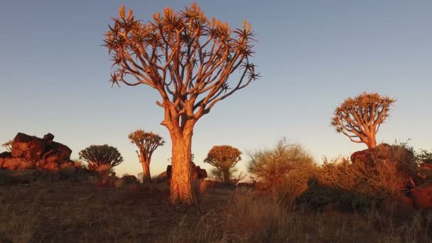 Widok Krajobrazu Drzew Kołczanu Dychotoma Aloesu Zachodzie Słońca Namibia Republika — Wideo stockowe