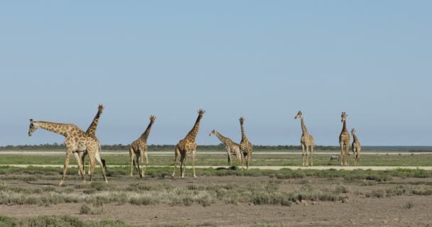 Giraffes Giraffa Camelopardalis Wandelen Uitgestrekte Vlaktes Van Etosha National Park — Stockvideo