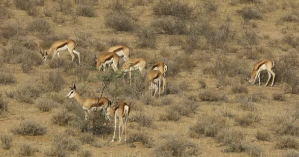 南非卡拉哈里沙漠 斯普林博克羚羊 Antidorcas Marsupialis 在沙丘上觅食 — 图库视频影像