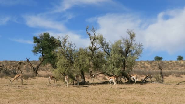 在南非卡拉哈里沙漠的一棵树上觅食的羚羊 Antidorcas Marsupialis — 图库视频影像