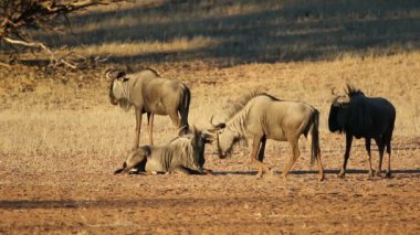 Mavi antilop (Connochaetes taurinus) doğal habitat, Kalahari çölü, Güney Afrika
