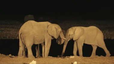 Afrika filleri (Loxodonta africana) gece bir su birikintisinde, Etosha Ulusal Parkı, Namibya