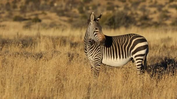 Kap Bergzebra Equus Zebra Morgenlicht Mountain Zebra National Park Südafrika — Stockvideo